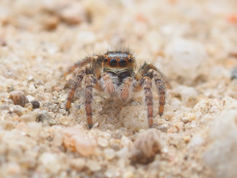 Eine winzige Springspinne.