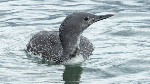 Sterntaucher Gwattlischenmoos