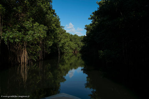 Les eaux tranquilles du canal des Rotours. Chaque bosquet constitue un îlot sans terre ou les racines s’enchevêtrent les unes aux autres