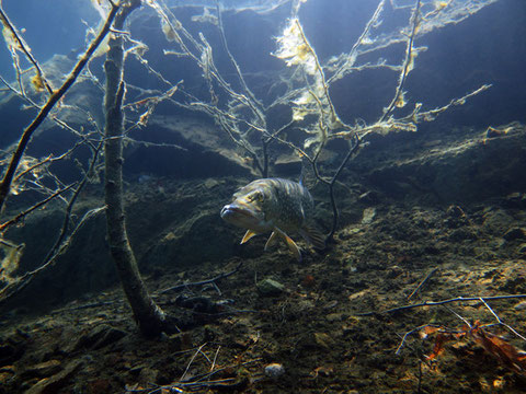 Hecht (esox lucius) rechts vom Einstieg auf 2m