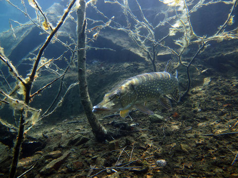 Hecht (esox lucius) rechts vom Einstieg auf 2m