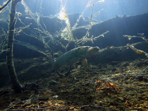 Hecht (esox lucius) rechts vom Einstieg auf 2m