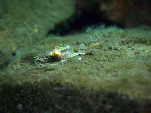 Schnecke (aber welche Art?) auf 17 m