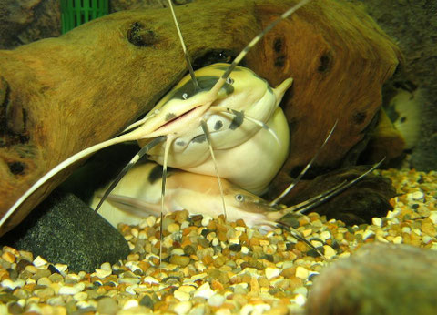Froschwelspaar in seinem Versteck