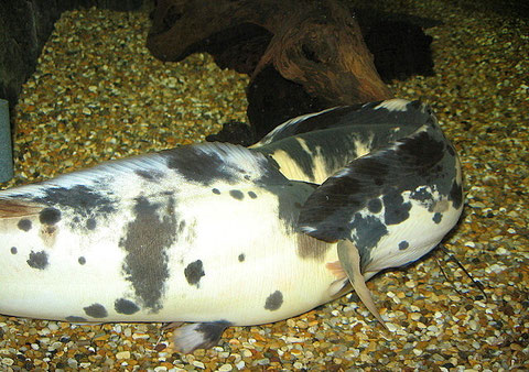 Paarung bei Clarias batrachus