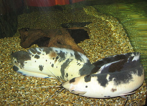 Paarung bei Clarias batrachus: Das Männchen umschlingt das Weibchen.