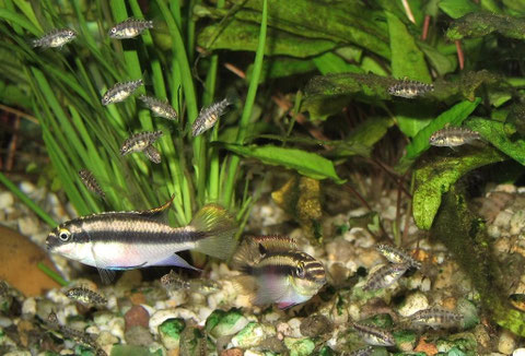 Pelvicachromis pulcher / Purpurprachtbarsch / Königscichlide