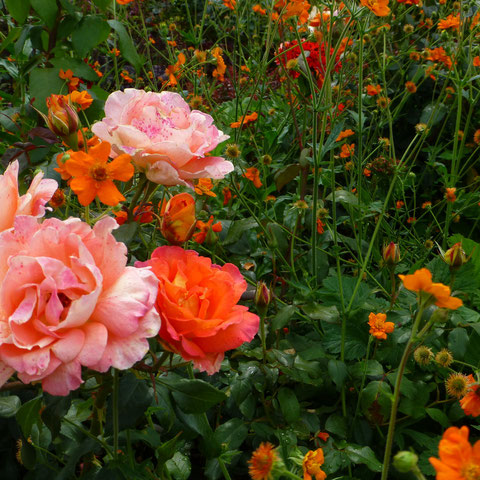 Rose "Fighting Temeraire" und Nelkenwurz "Prinses Juliana"