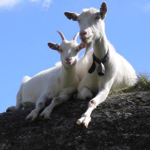 Ziegen in der Nähe Belalp