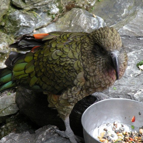 ein Kea. Vielleicht das nächste Bild aus der Freiheit.