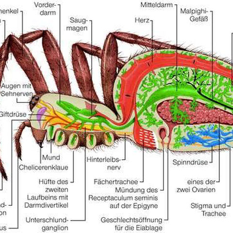 (rot = Blutkreislauf, grün= Verdauungssystem, gelb= Nervensystem, blau=Atmungssystem)