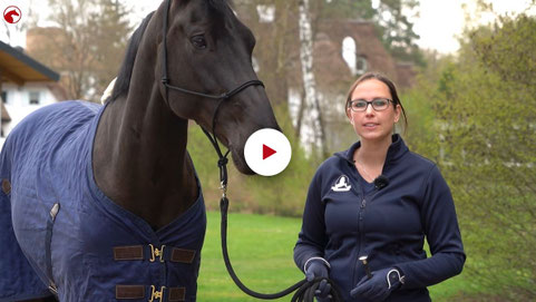 Gelassenheitstraining Pferd Kurs, Lehrgang Bodenarbeit, Knotenhalfter, Agility, Bodenarbeitsseil