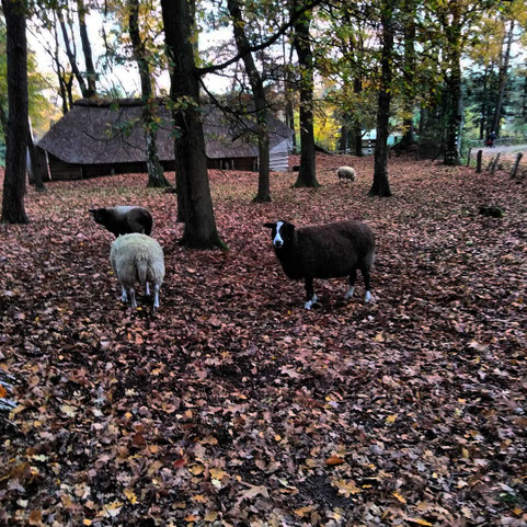 Schaap in het bos 