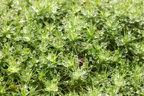 Tautropfen im Moos (G. Franke, 27.11.16)