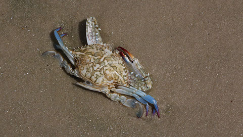 Dead crayfish, Vilanculos, Mozambique