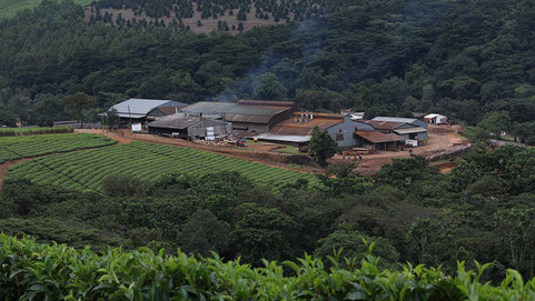 Tea factory