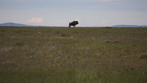 Black wildebeest, posing