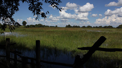 The swamp starts right behind the campground