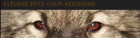 Spitz loup Keeshond Wolfspitz puppy breeder Desjardins Elevage France 