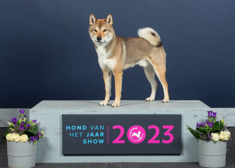 四国犬 Shikoku Ken, nederlandse shikoku fokker