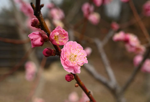 ピンク色の梅の花