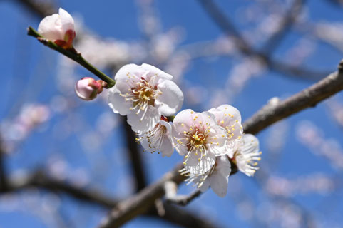 ウメの花,梅の木
