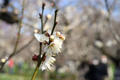ウメの花,梅の木,うめ