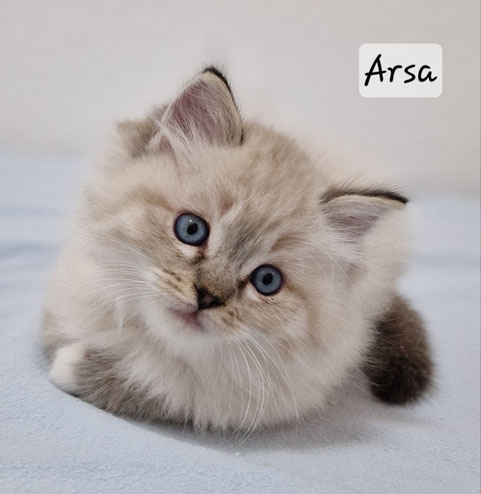 Arsa mâle, seal tabby mitted, réservé