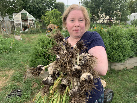 Harvesting garlic bulbs late in December 2020.