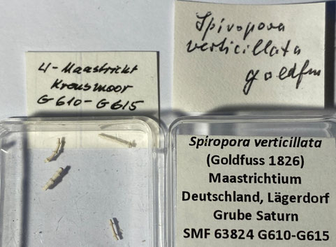 Senckenberg, Bryozoa, Bryozoen, Moostierchen, Sammlung Voigt