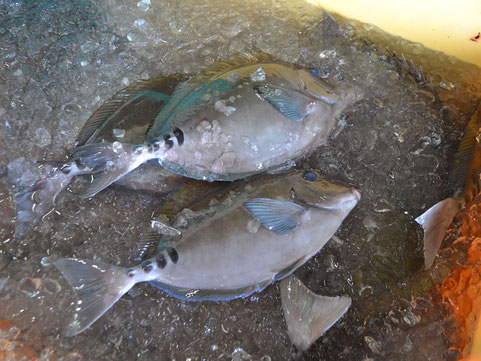 素材となるニザダイ（藻食魚）も未利用魚の一つ。手間をかけて調理することで、だしが染み出し、旨味のあるスープになる