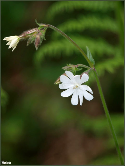 Compagnon Blanc ou Silene Latifolia ou Silene Alba ou Silène à Feuilles Larges, flore Bassin d'Arcachon (33)