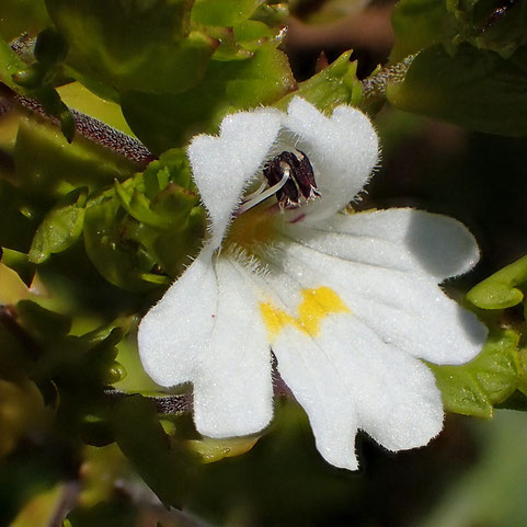 イズコゴメグサの花の正面-2