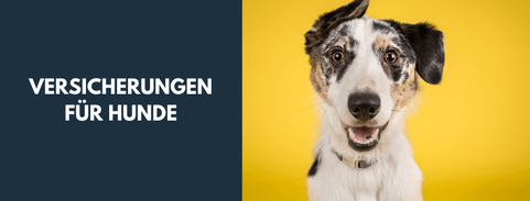 Versicherungsschutz für Hunde