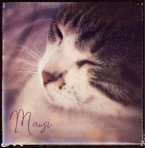 Mausi ist schon im Katzenhimmel