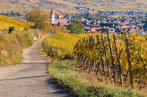 Blick durch die Weinberge auf eine typische Elsässer Ortschaft