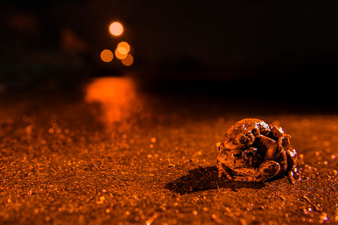 Bufo bufo Amplexus street crossing light