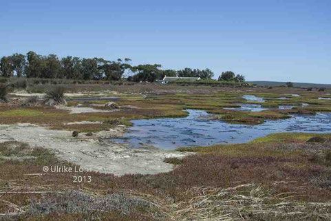 im Westcoast Nationalpark (Geelbek)