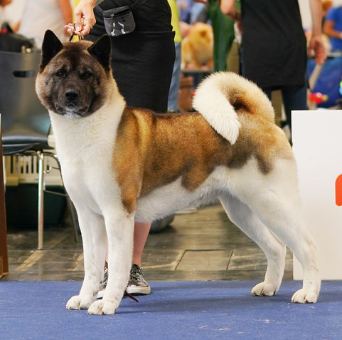 INDI ALL FOR ALMIGHTY KENNEL ::: IDS ::: AUSTRIAN WINNER 2019 ::: AW2019 ::: AMERICAN AKITA ::: AUSTRIA, WELS ::: EDS2019 ::: EURO DOG SHOW 2019 :::