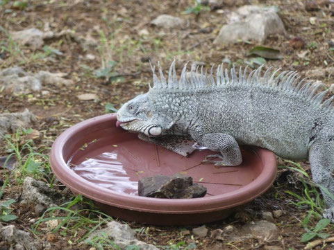Leguan an den Hato-Höhlen