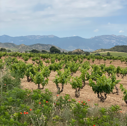vigneti della Rioja