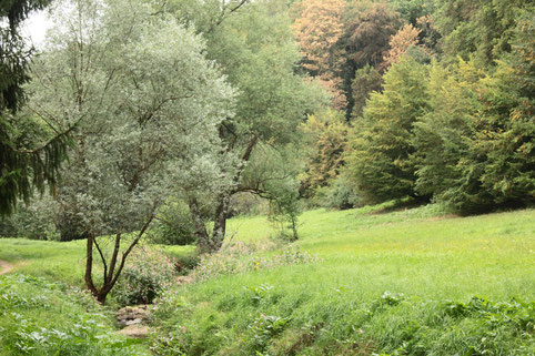 bei Feldrennach (G. Franke)