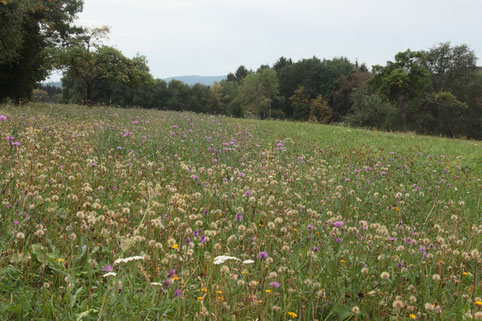 buntes Wiesenstück bei Pfinzweiler (G. Franke)