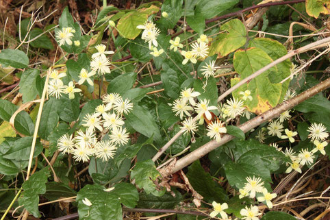 Gewöhnliche  Waldrebe - Clematis vitalba (G. Franke)