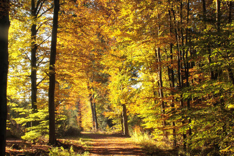 leuchtende Herbstfarben im Wald zwischen Spielberg und Ittersbach