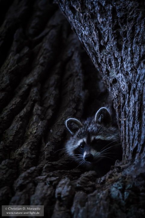 Waschbär an einer Eiche, Nikon D3, 600 mm, f/6,3, 1/15 Sek., ISO 6400, Stativ