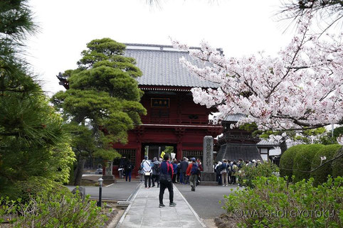 鮮やかな朱色の山門。  桜も満開でした。