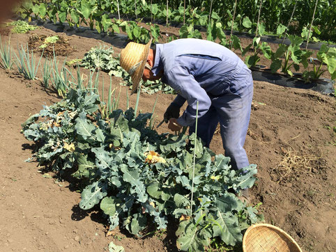 丁寧に野菜の収穫をします。