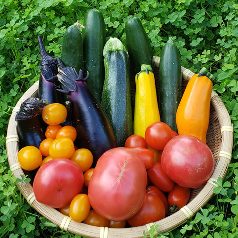 吟風農園の無農薬夏野菜