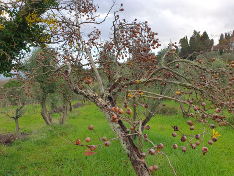 Mispel Wintermispel nespola
